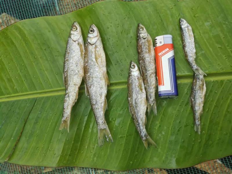 【发货中】油炸鱼，油炸白条，蓝刀，诚信买卖，质量保证