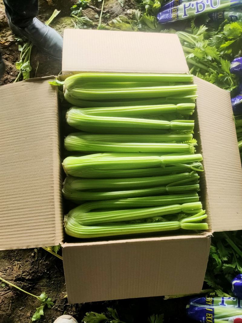 大棵、中棵优质杭州西芹，量大质优，可根据客户要求加工。