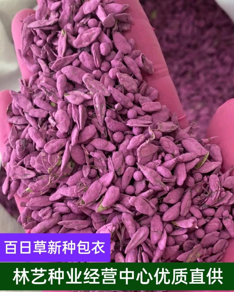 百日草花种子景观花海四季易种室外庭院阳台开花不断