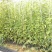 油麻藤种子大鸡血藤林木攀援花卉多年生植物沾木嫁接种子