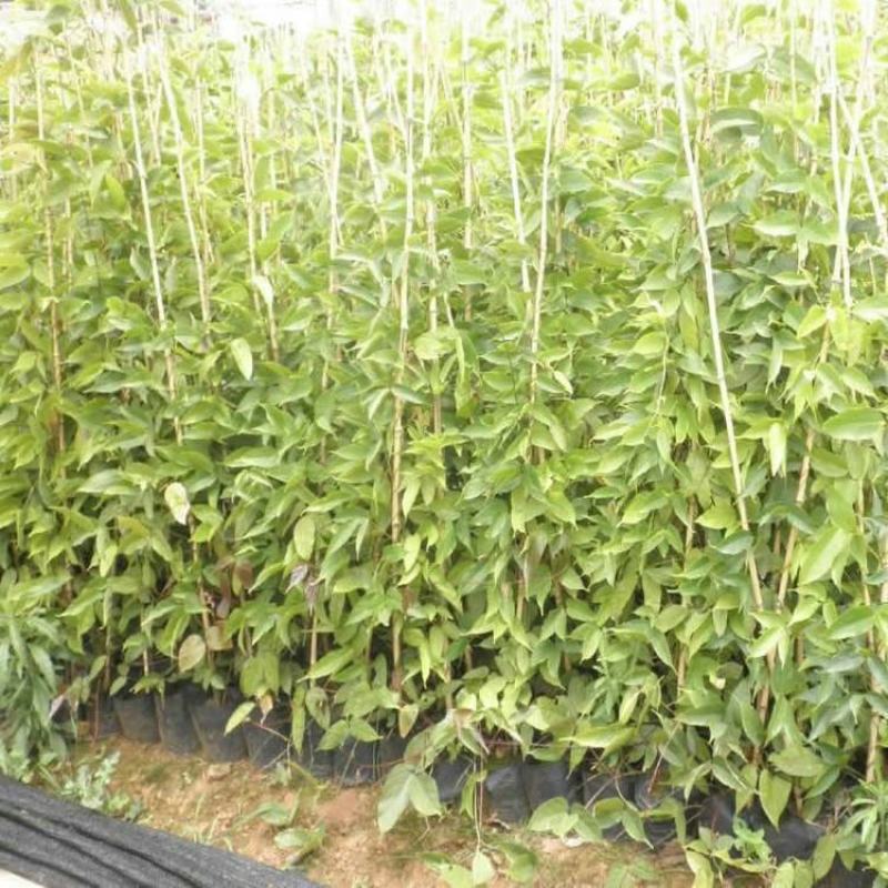 油麻藤种子大鸡血藤林木攀援花卉多年生植物沾木嫁接种子