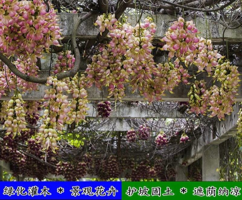 油麻藤种子大鸡血藤林木攀援花卉多年生植物沾木嫁接种子