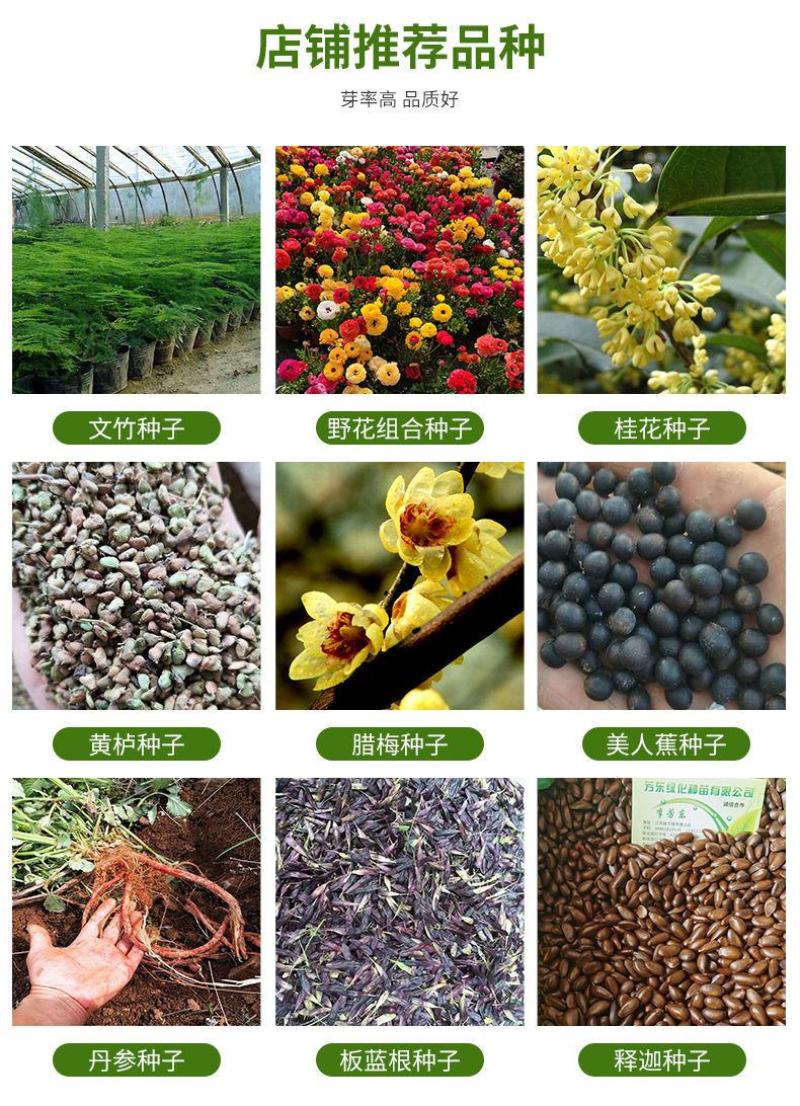 油麻藤种子大鸡血藤林木攀援花卉多年生植物沾木嫁接种子