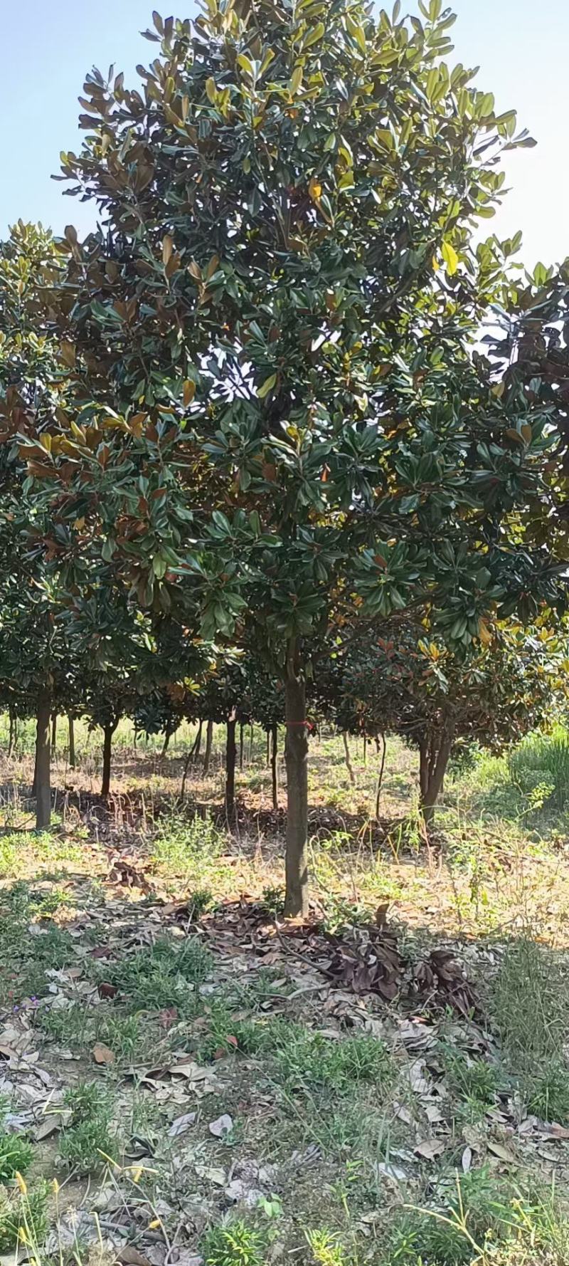 广玉兰广玉兰树苗大量规格齐全欢迎您实地考察购苗