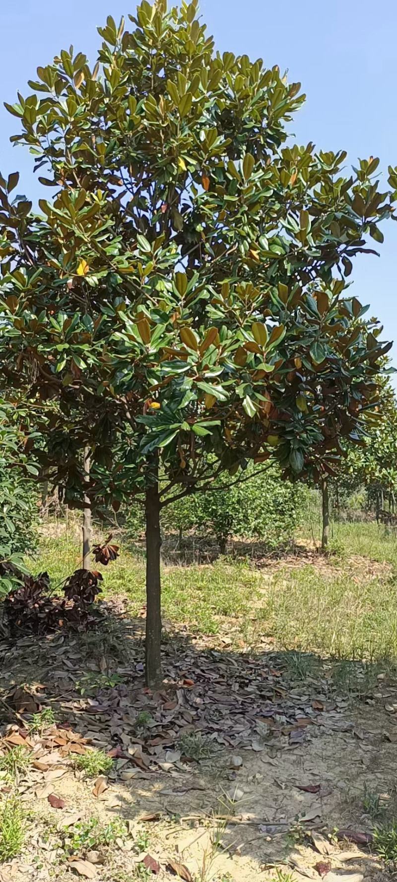 广玉兰广玉兰树苗大量规格齐全欢迎您实地考察购苗