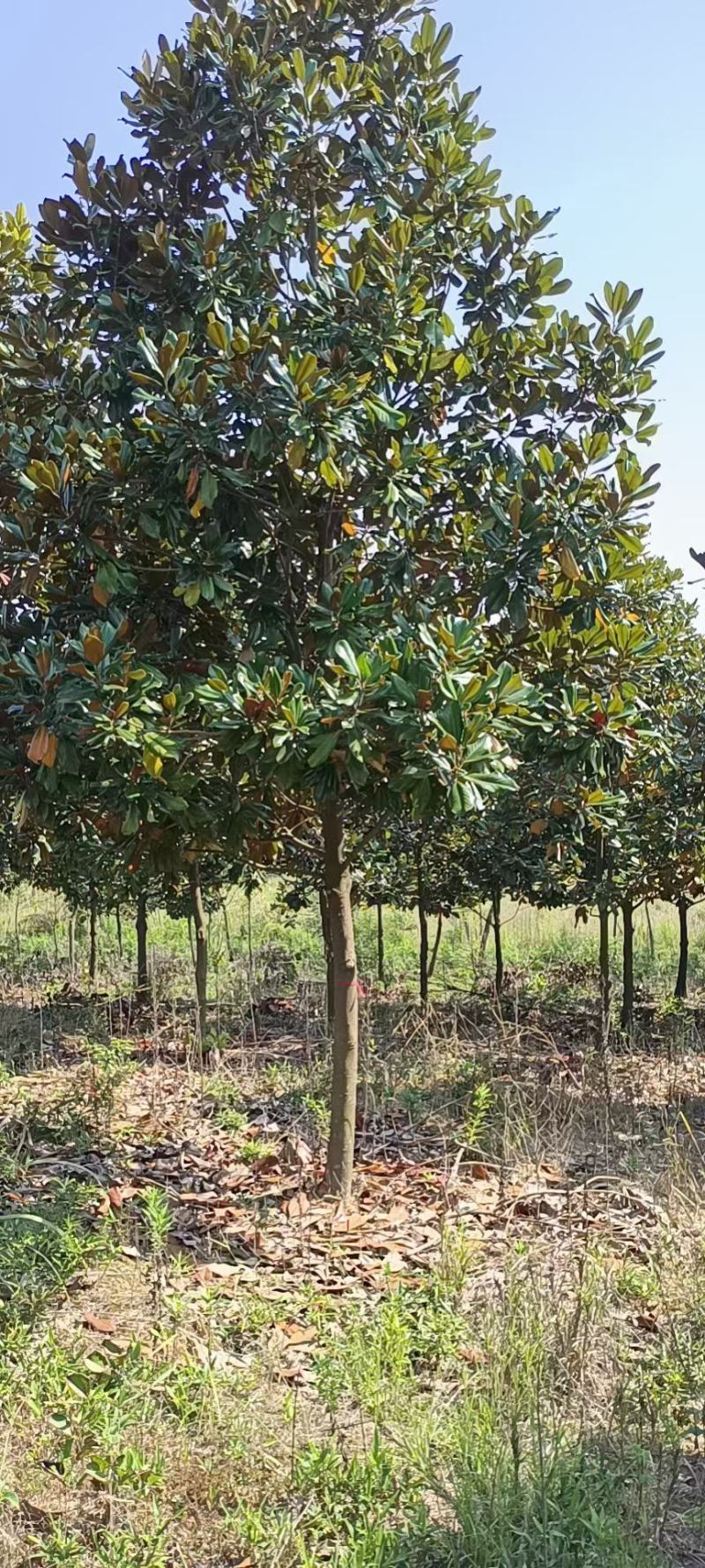 广玉兰广玉兰树苗大量规格齐全欢迎您实地考察购苗