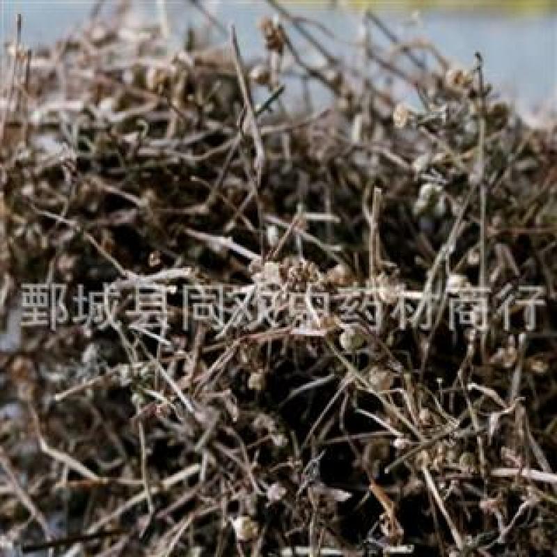 【白花蛇舌草】@【同欢药材】中药材批发供应
