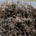 【白花蛇舌草】@【同欢药材】中药材批发供应