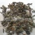 【败酱草】@【同欢药材】中药材批发供应规格齐全