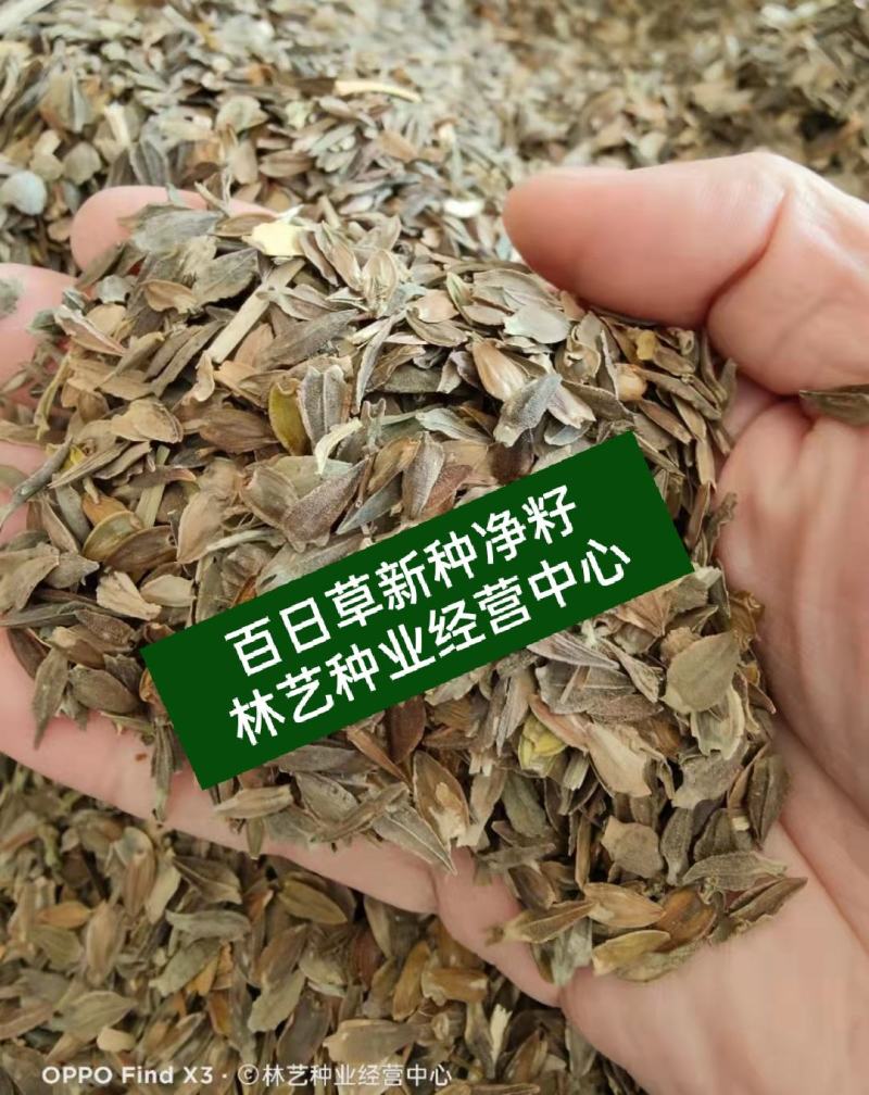 百日草花种子四季易种室外庭院阳台景观花海百日菊花种籽开花