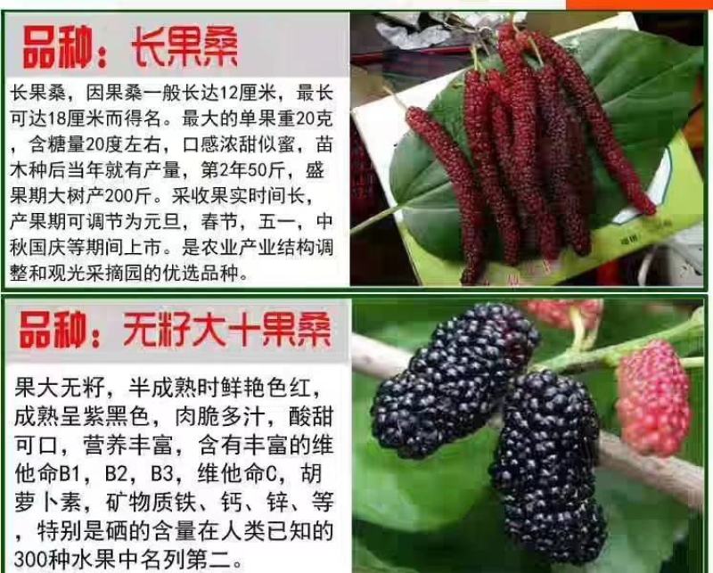 台湾十大果桑长果桑葚四季结果南北方都可种植