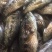 【】优选，白条鱼，对接发货，质量保证，非诚勿扰，全国发