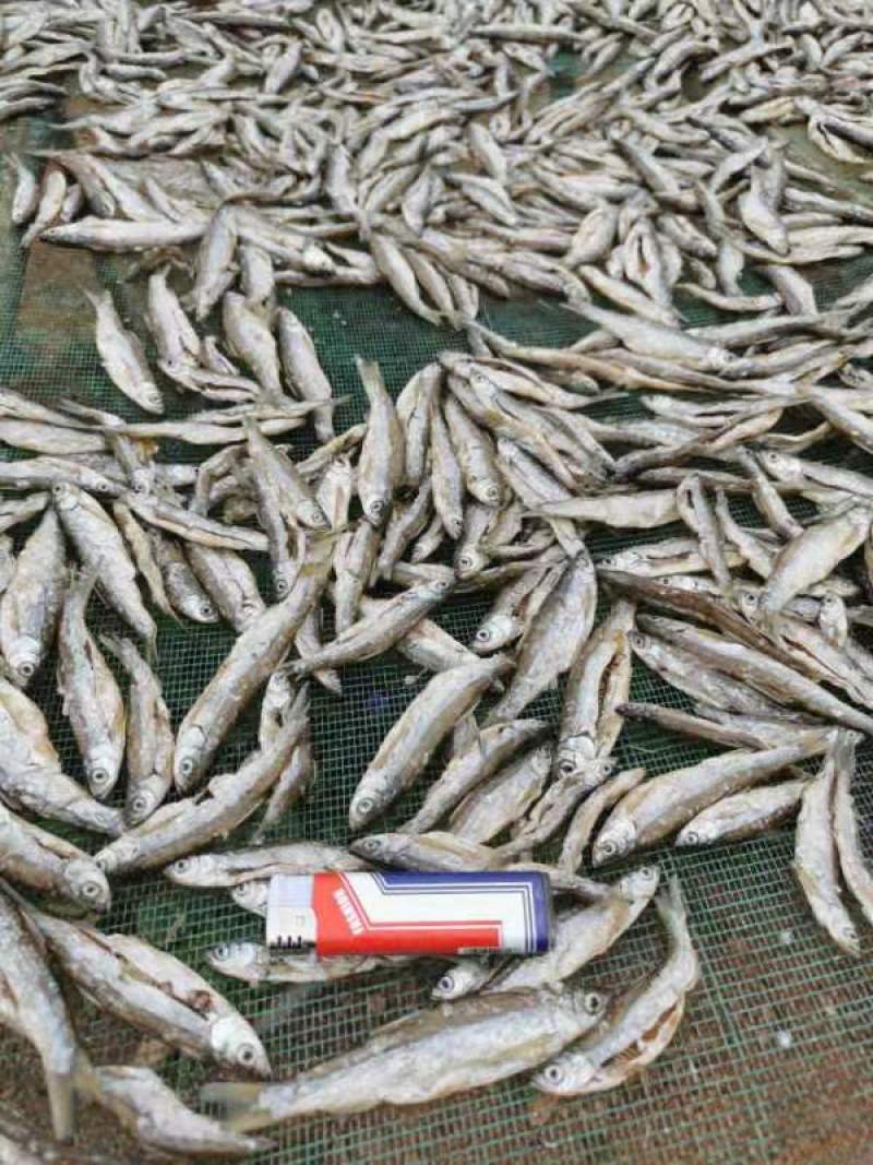 【】优选，白条鱼，对接发货，质量保证，非诚勿扰，全国发