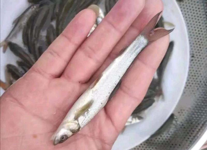 【推荐本养殖基地长期出售银鱼苗一手货源，包成活