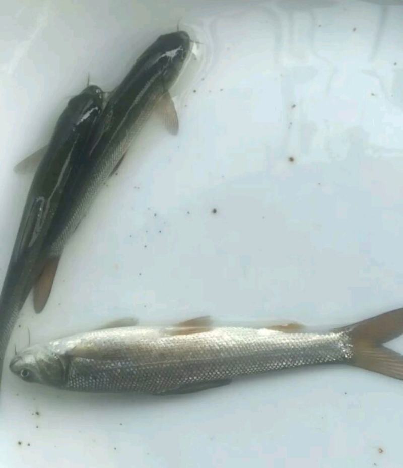 【推荐本养殖基地长期出售银鱼苗一手货源，包成活