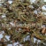 【萹蓄】@【同欢药材】中药材批发供应产规格齐全量大从优