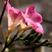 重瓣香雪兰种球小苍兰种子多年生花卉易种植耐寒花卉种子