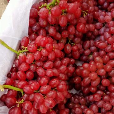 河北饶阳大量库存克伦生葡萄，葡萄口感甜，颜色鲜货源充足。