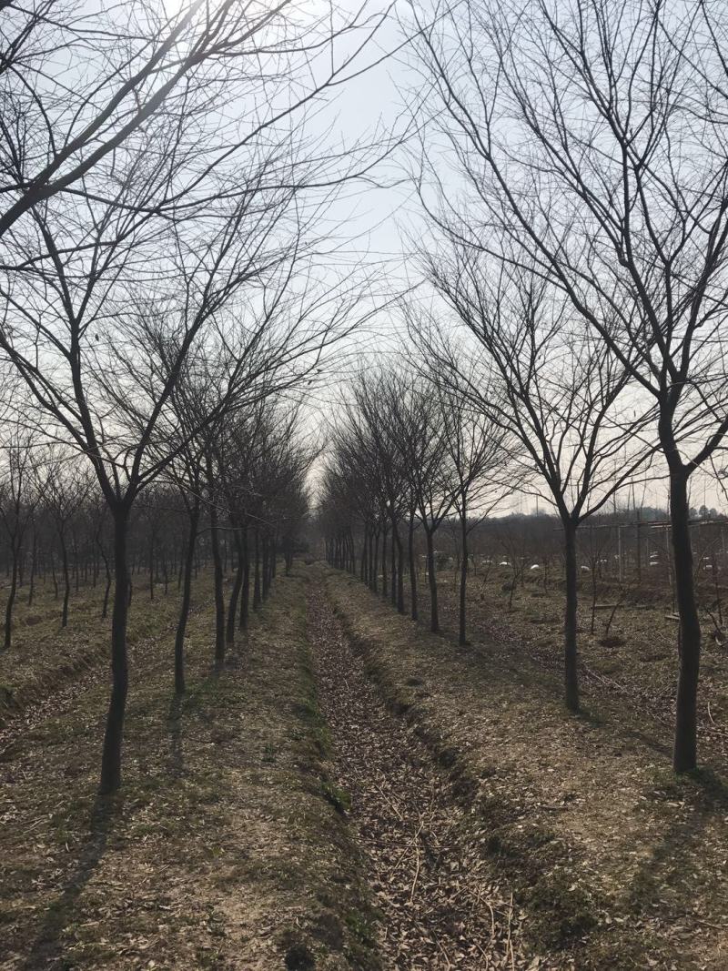精品榉树规格齐全大量供应低价促销欢迎您实地看苗选购