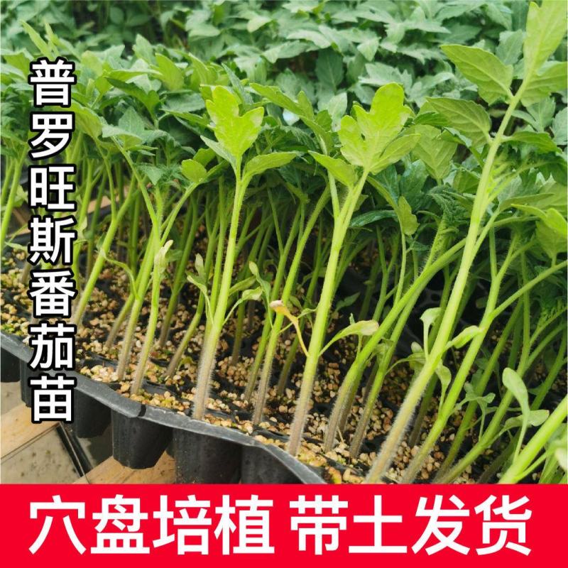 寿光普罗旺斯沙瓤番茄苗西红柿苗四季种籽进口种苗