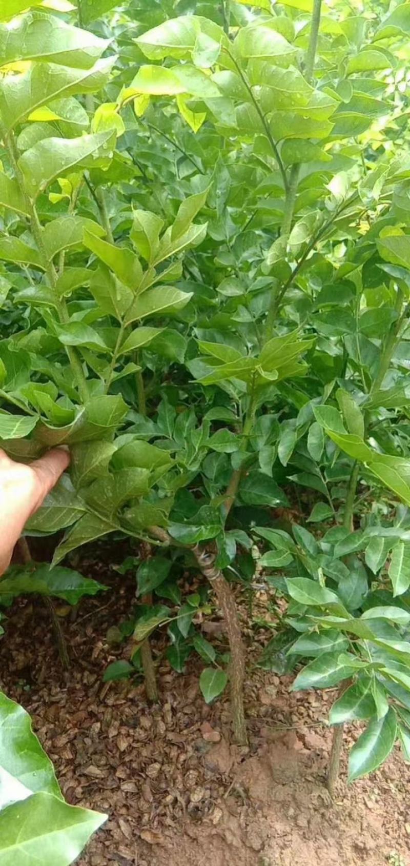黑黄皮鸡心黄皮无核黄皮紫色黄皮嫁接苗