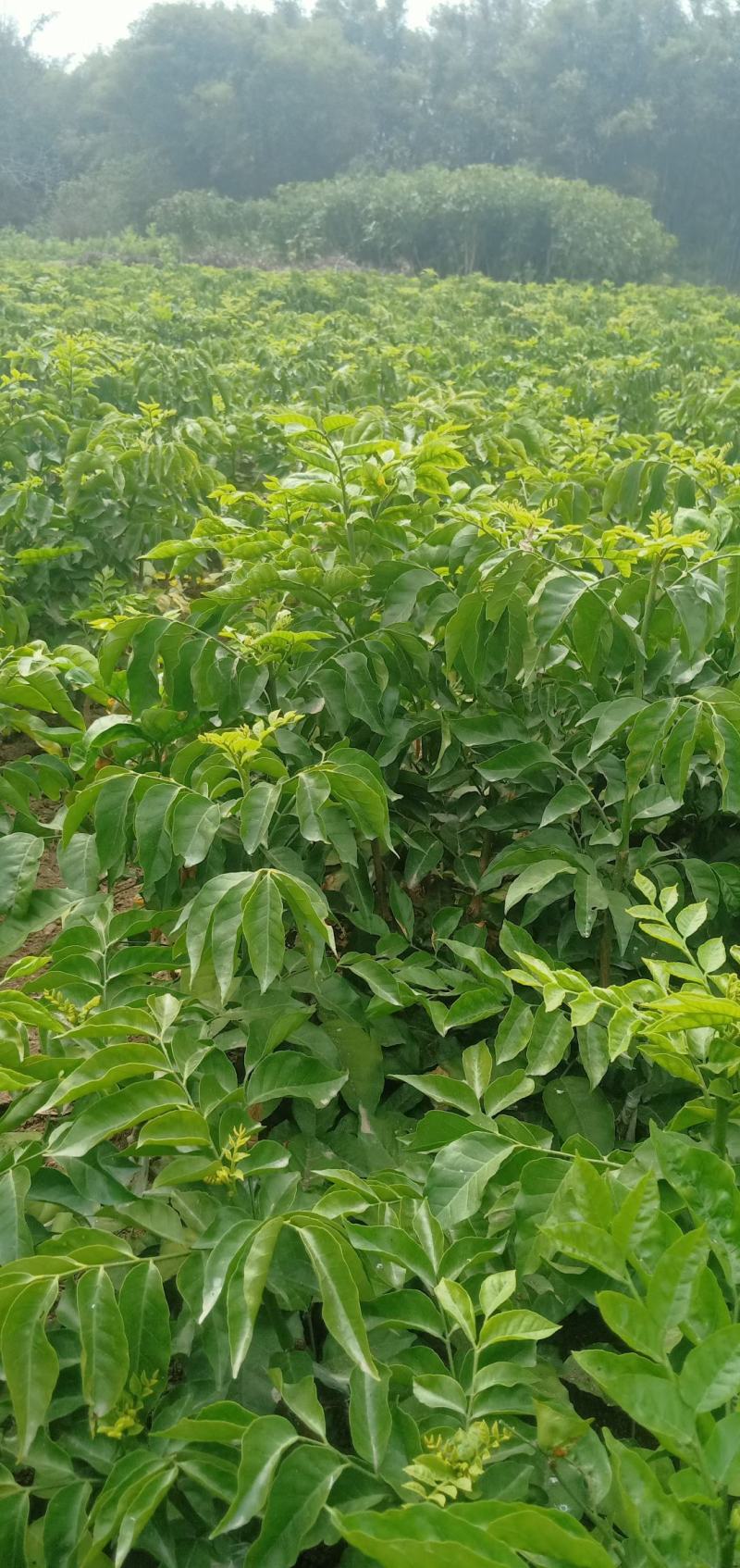 黑黄皮鸡心黄皮无核黄皮紫色黄皮嫁接苗
