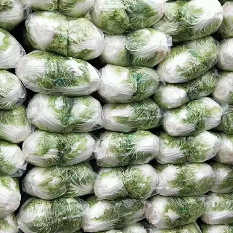 河南大白菜大量上市，保质保量，欢迎咨询