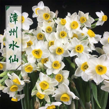 漳州水仙花种球精选特级大球重瓣覆瓣水仙花种球水培花卉种