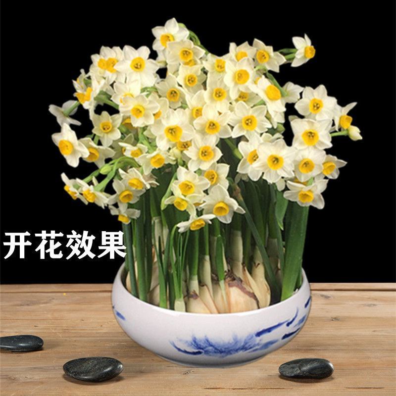 漳州水仙花种球精选特级大球重瓣覆瓣水仙花种球水培花卉种