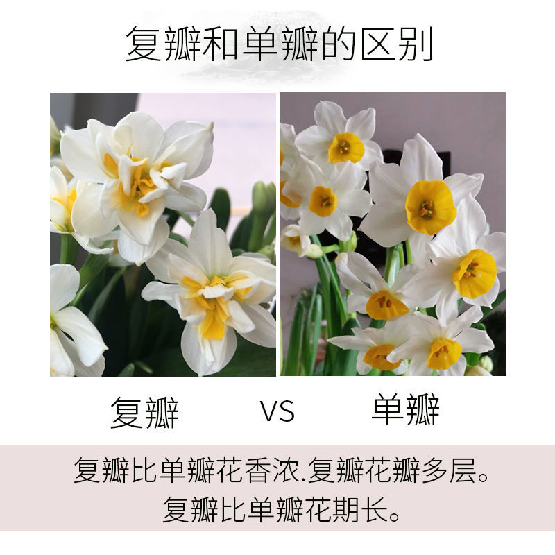 漳州水仙花种球精选特级大球重瓣覆瓣水仙花种球水培花卉种