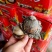 漳州水仙花种球精选特级大球重瓣覆瓣水仙花种球水培花卉种