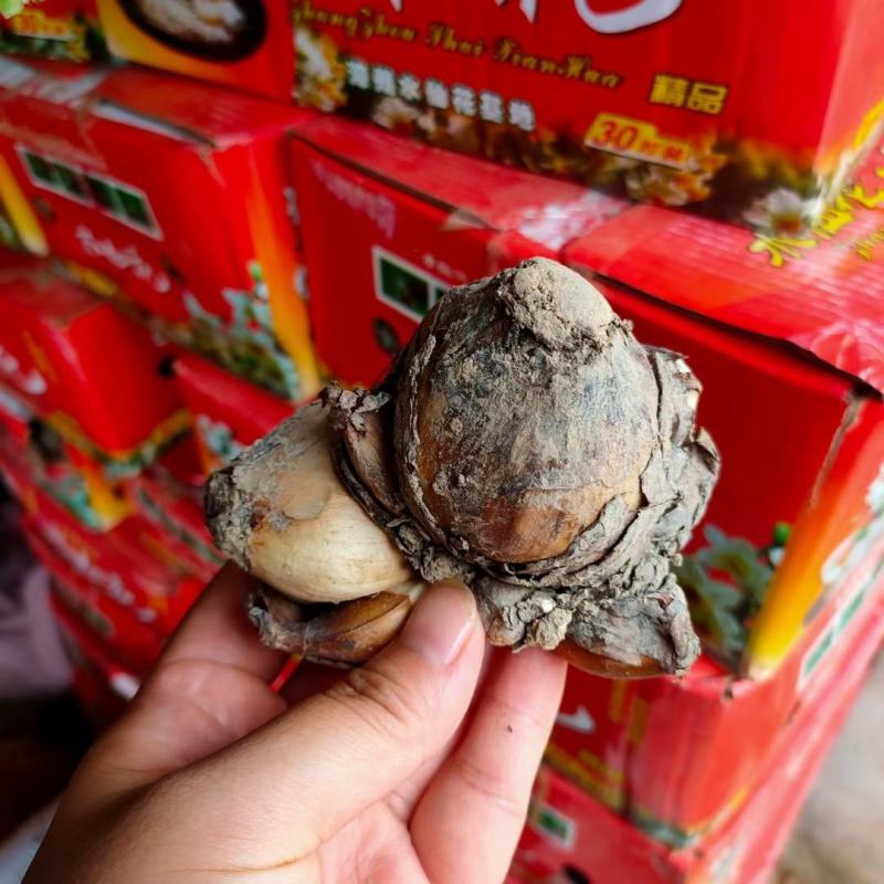 漳州水仙花种球精选特级大球重瓣覆瓣水仙花种球水培花卉种