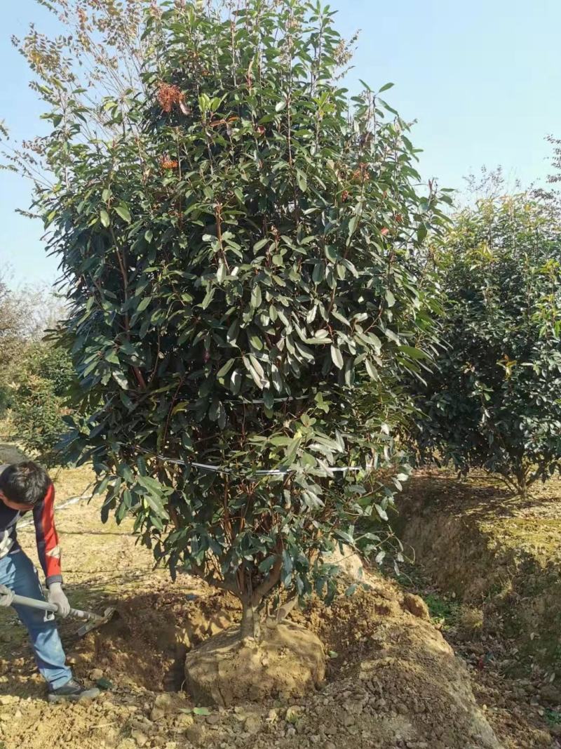 罗木石楠/本石楠，大量供应中，基地直供欢迎致电联系