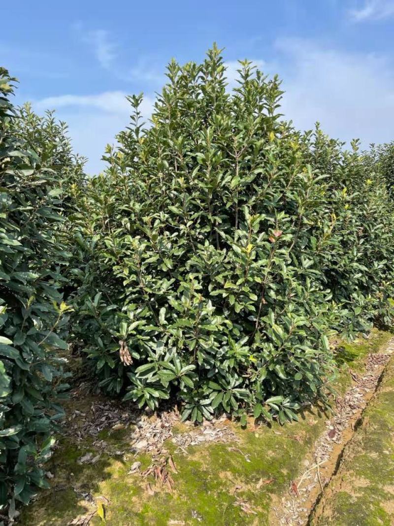 罗木石楠/本石楠，大量供应中，基地直供欢迎致电联系