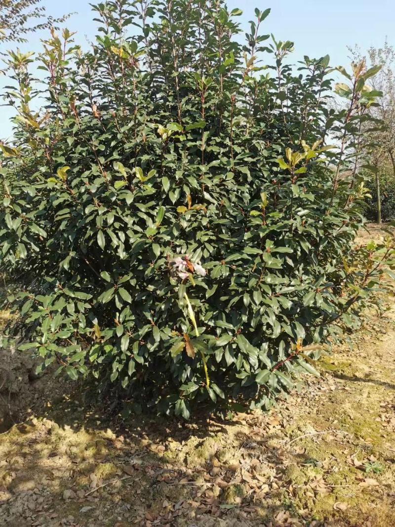 罗木石楠/本石楠，大量供应中，基地直供欢迎致电联系
