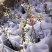 重瓣雪柳重瓣喷雪花重瓣绣线菊