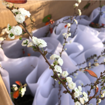 重瓣雪柳重瓣喷雪花重瓣绣线菊