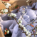 重瓣雪柳重瓣喷雪花重瓣绣线菊