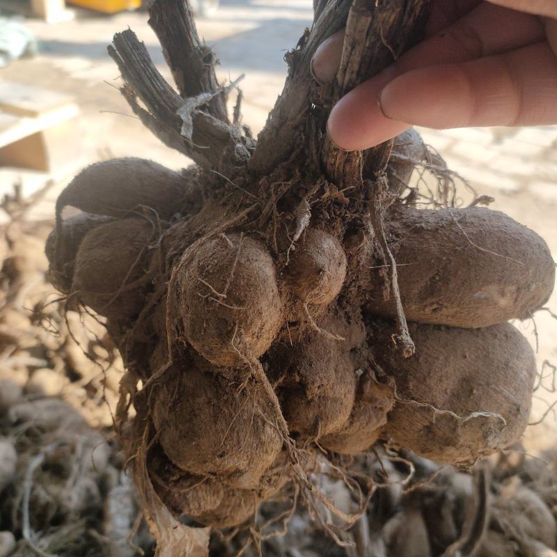 大丽花种球多年生大丽菊盆栽地瓜花种子庭院花卉四季花卉种球