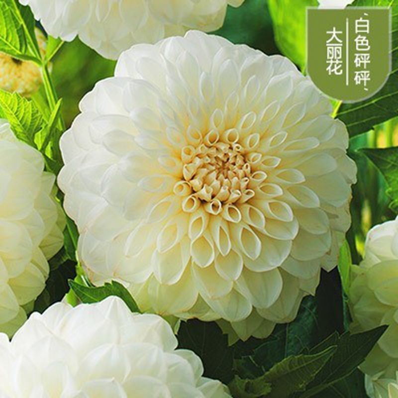 大丽花种球多年生大丽菊盆栽地瓜花种子庭院花卉四季花卉种球