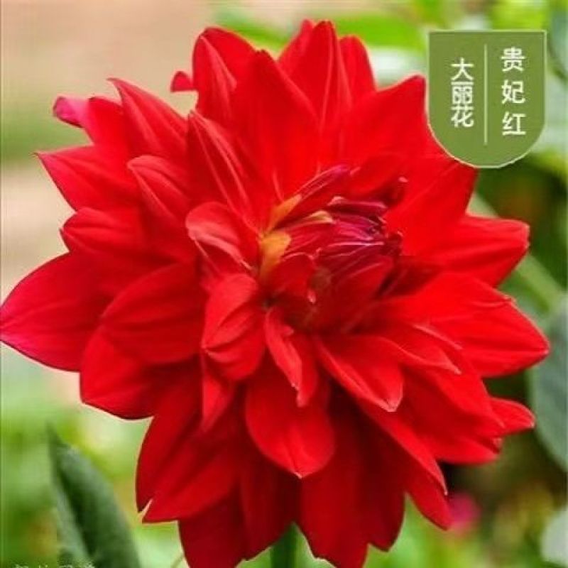大丽花种球多年生大丽菊盆栽地瓜花种子庭院花卉四季花卉种球
