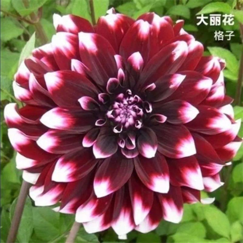 大丽花种球多年生大丽菊盆栽地瓜花种子庭院花卉四季花卉种球