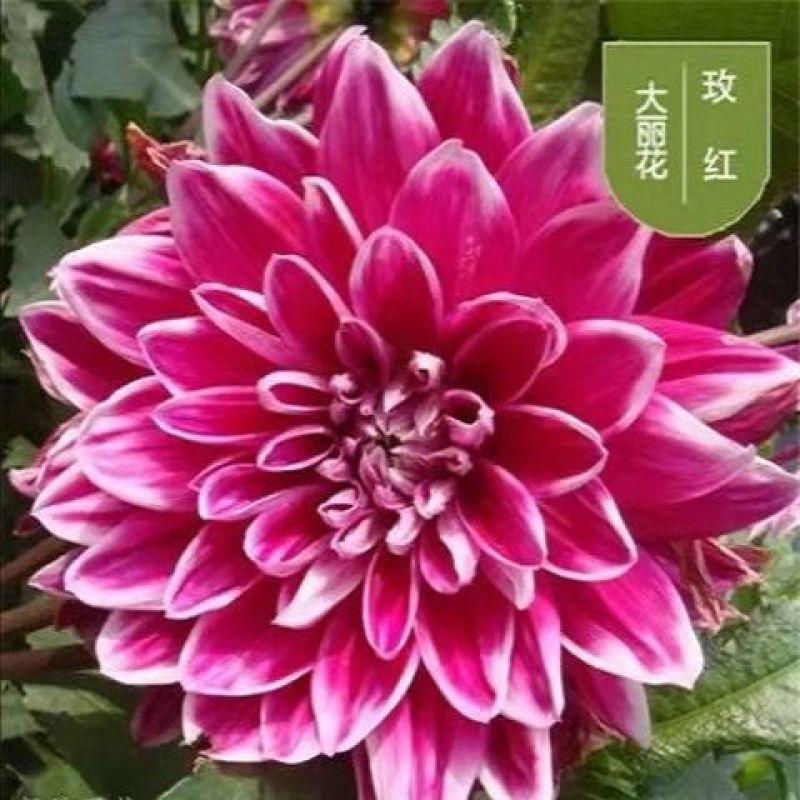 大丽花种球多年生大丽菊盆栽地瓜花种子庭院花卉四季花卉种球