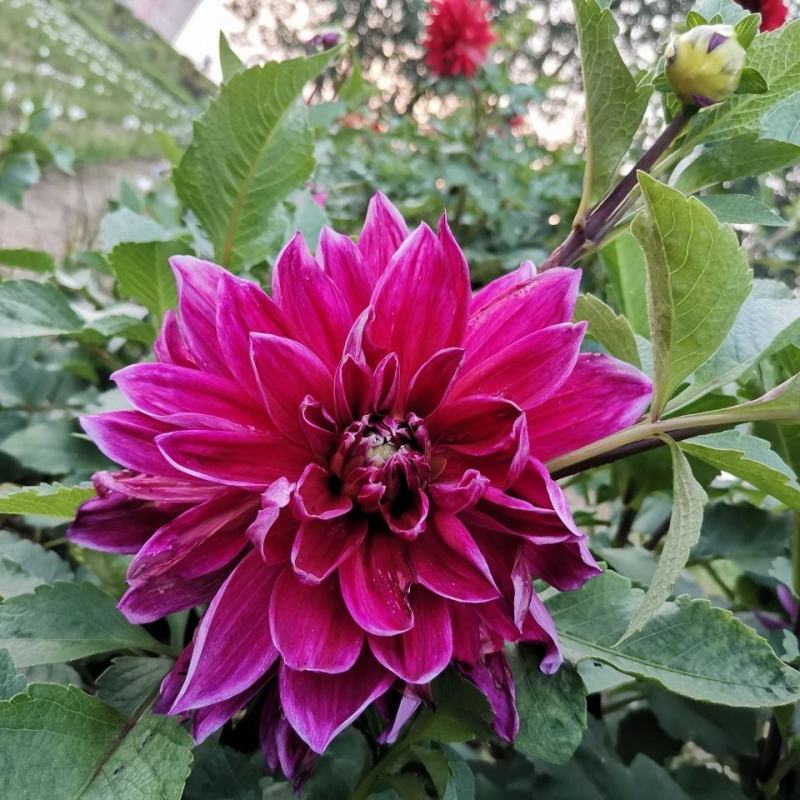 大丽花种球多年生大丽菊盆栽地瓜花种子庭院花卉四季花卉种球