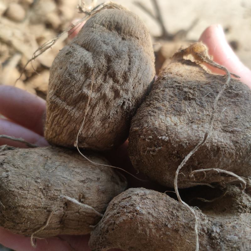 大丽花种球多年生大丽菊盆栽地瓜花种子庭院花卉四季花卉种球