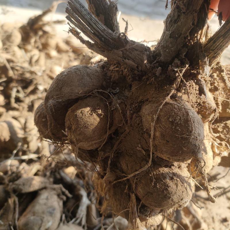 大丽花种球多年生大丽菊盆栽地瓜花种子庭院花卉四季花卉种球