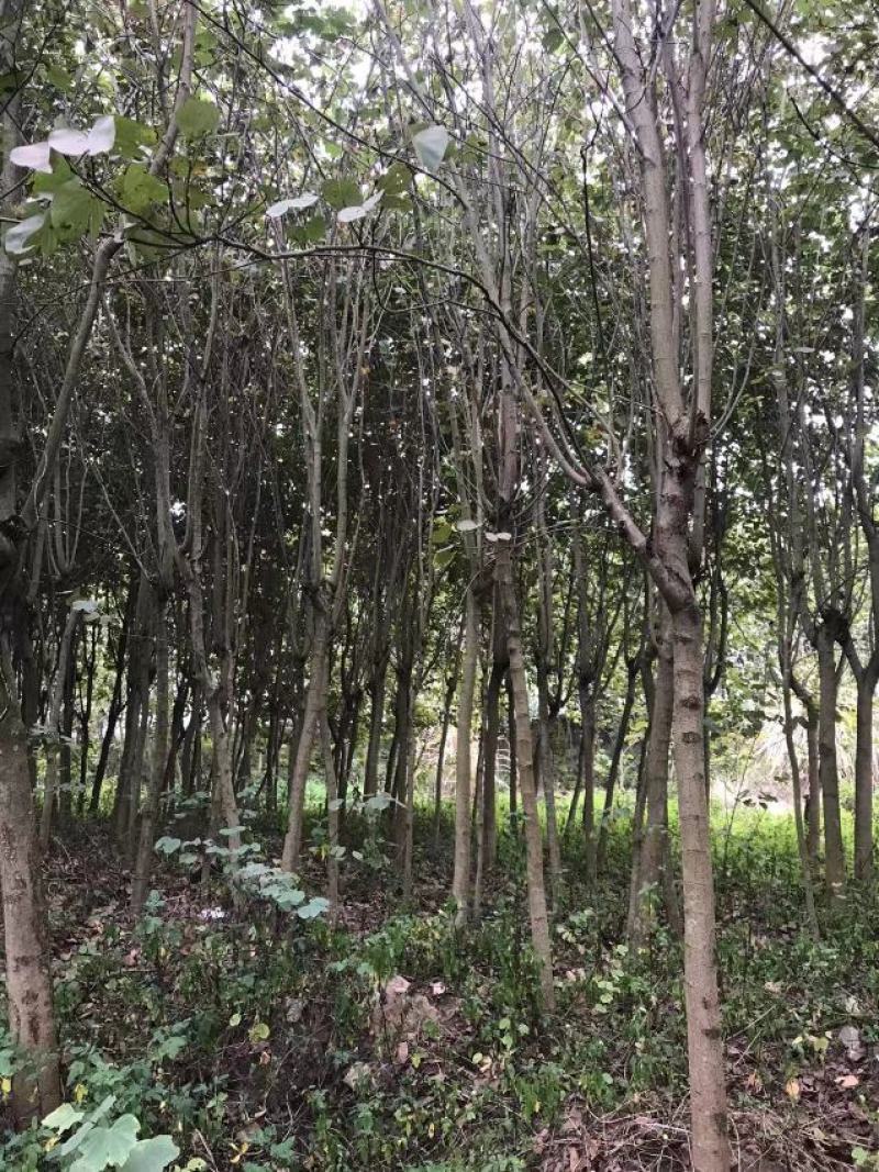 宫粉紫荆