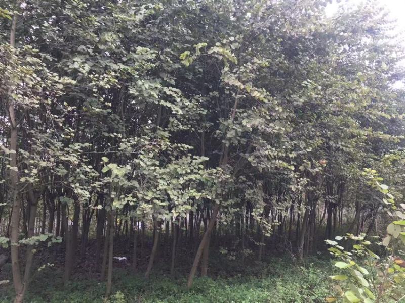 宫粉紫荆