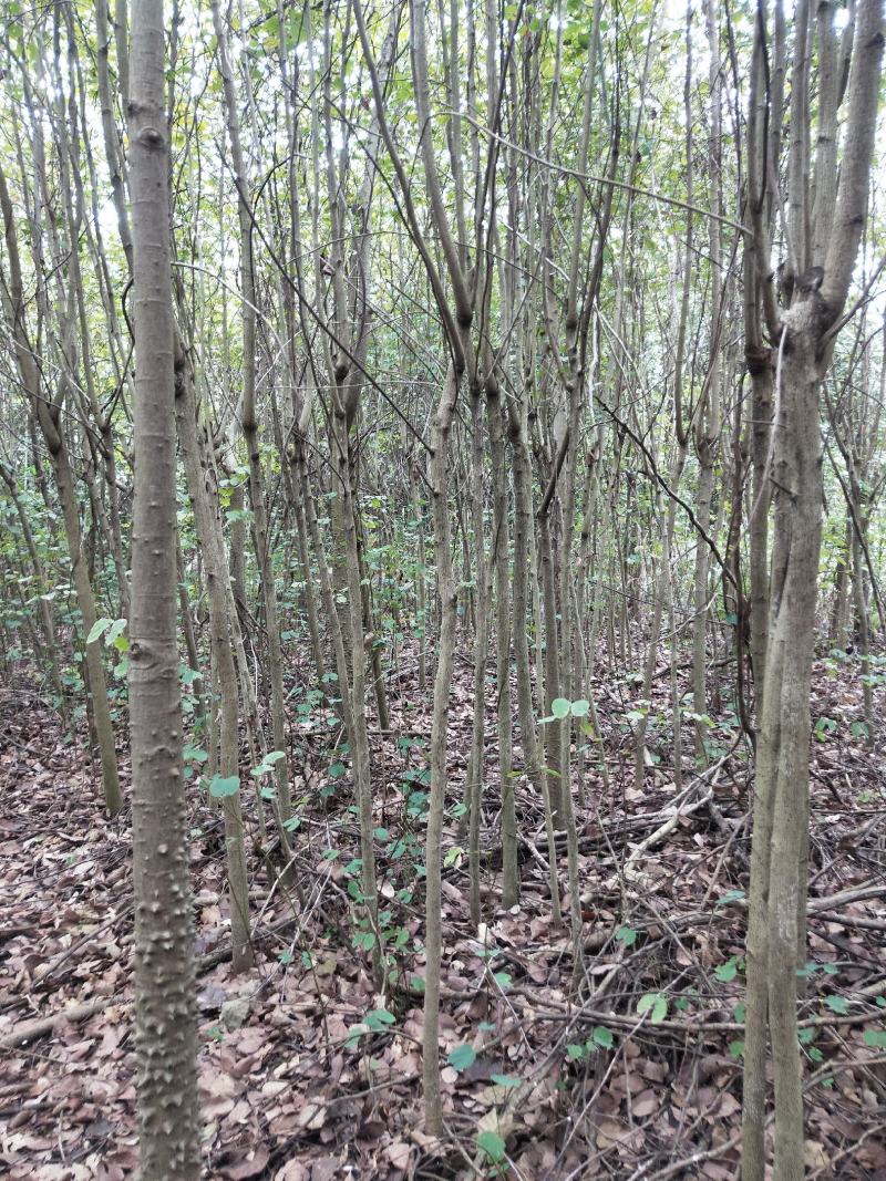 宫粉紫荆