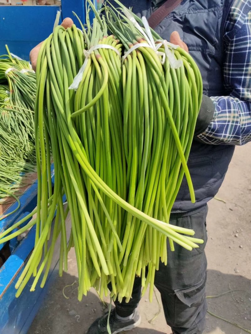 红帽白帽蒜苔！济宁鱼台县，蒜苔大量上市中，苔条鲜绿，